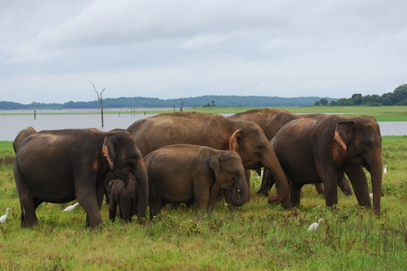 Sri Lanka, National parks